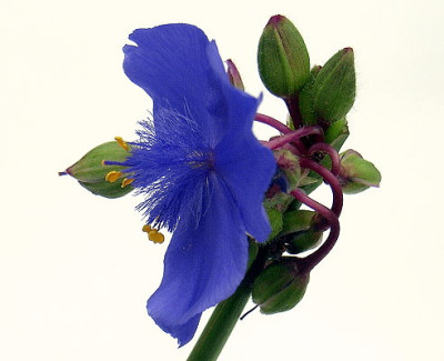 Mittagsblume2.JPG