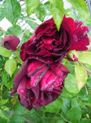 Senegal_06_08_Regen2.JPG