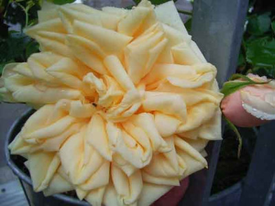 BdOr_06_08_03.JPG