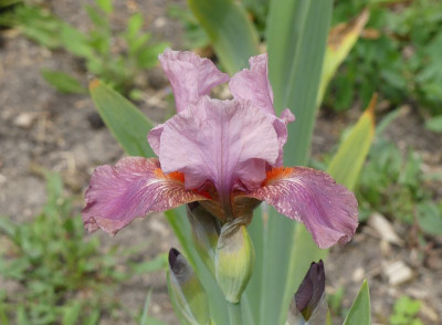 2023-05-19 Iris 'Strawberry Love'.jpg