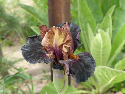 2023-05-19 Iris 'Witchwork' 1.jpg
