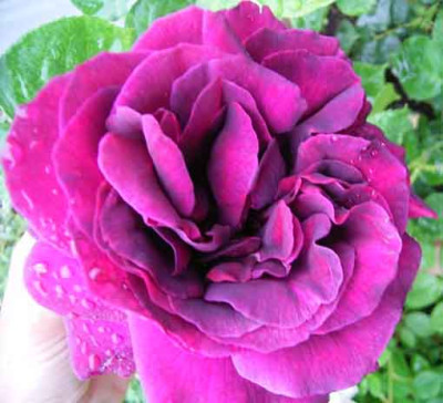 Olde_Romeo_06_08.JPG