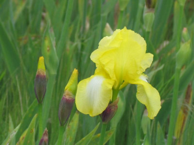TB Buttercup Bower.JPG