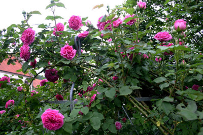 Rose_Mdme._Isaak_Pereire0908.jpg