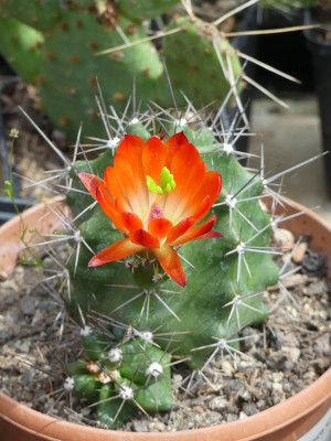 2023-05-19 Kakteen Echinocereus coccineus var.paucispinus 2.jpg