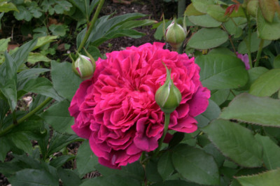 Rose_William_Shakespeare0108.jpg