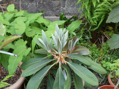 2023-05-19 Rhododendron rex.jpg