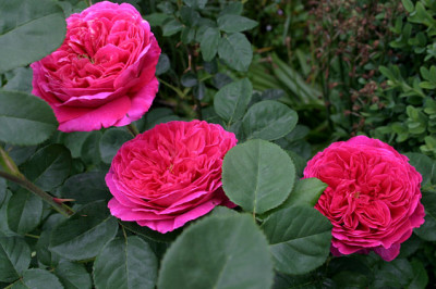 Rose_Othello0208.jpg
