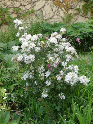 2023-05-18 Choisya ternata 'White Dazzler'.jpg