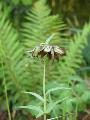 2023-05-19 Fritillaria camschatcensis.jpg