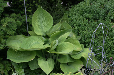 Hosta6308.jpg