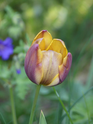2023-05-17 Tulpen 2.jpg