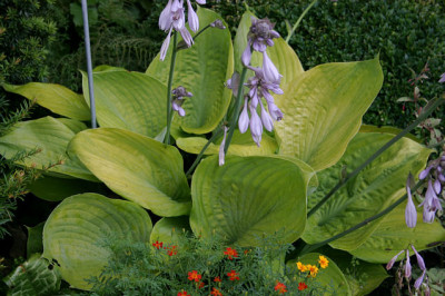 Hosta3707a.jpg