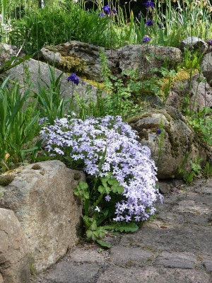 2023-05-17 Phlox subulata Feldsteinmauer.jpg