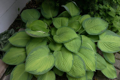 Hosta5608.jpg