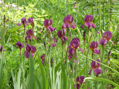 2023-05-19 Iris 'New Idea' 1.jpg