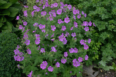 Geranium1608.jpg