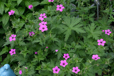 Geranium2008.jpg