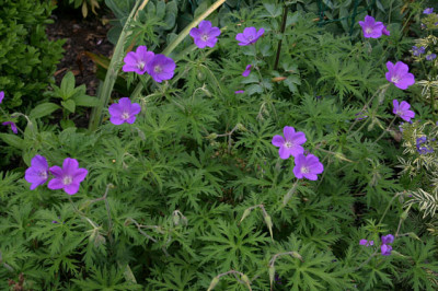Geranium1508.jpg