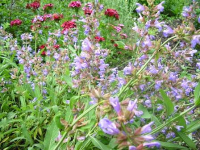Salvia_lavendulifolia.JPG