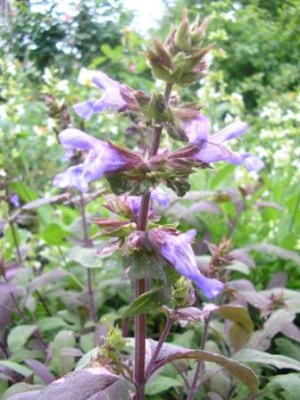 Salvia_off._Purpurascens.JPG