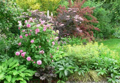 BlackBeauty2008_Rose.jpg