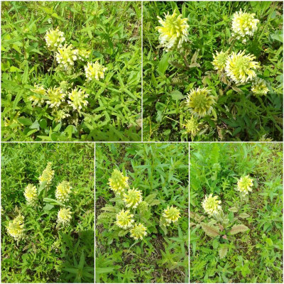 Pedicularis.jpg