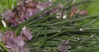erbsen_agretti_kl.JPG
