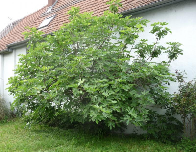 Austrieb-230520.jpg