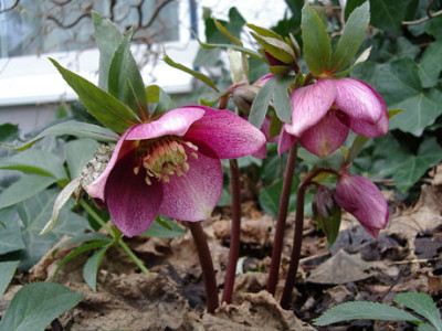 Helle-weinrot-040201.jpg