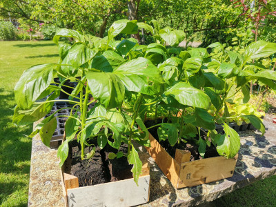 Paprika Orange 20230520.jpeg