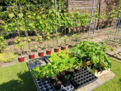 Garten 20230520.jpeg