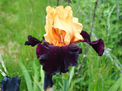 Brilliant Disguise 2008 Thomas Johnson P5200054.JPG