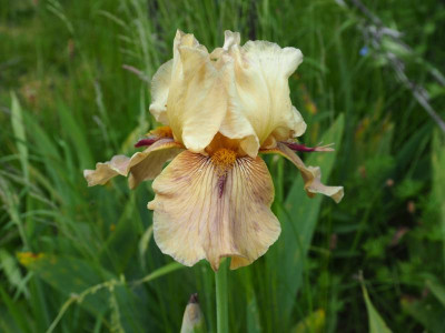Thornbird 1989 Monty Byers P5200039.JPG