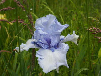 Blue Trill 2010 Paul Black P5200050.JPG