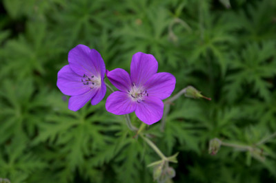 Geranium1808.jpg