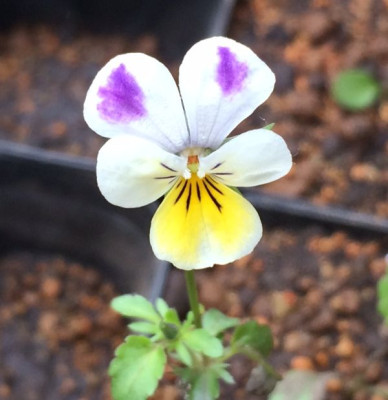 2023-05-20 Viola Vagabund.jpg