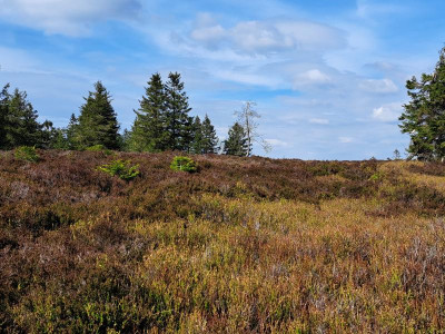 20230519_163859Beerbergmoor.jpg
