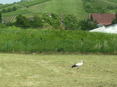 Storch_auf_frisch_gemahter_Wiese.jpg