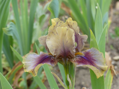 2023-05-20 Iris 'Painted Hills' 1.jpg