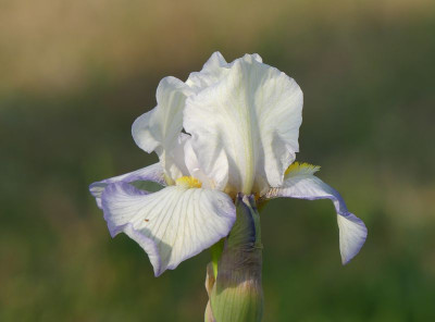 2023-05-20 Iris 'Queen Of Light' 1.jpg