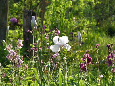 2023-05-20 Gartenimpressionen 1.jpg