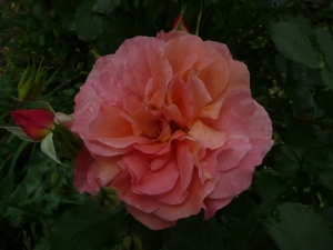 Rose_am_Mist.JPG