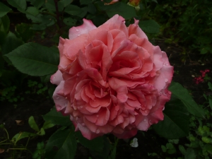 Rose_unbekannt.JPG