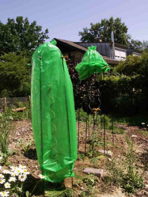 Tomatenhauschen.jpg