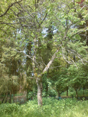 DSC00327.JPG