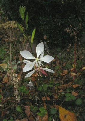 Gaura_lindh.jpg