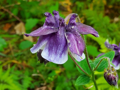 Aquilagia violett weiß getuscht.jpg