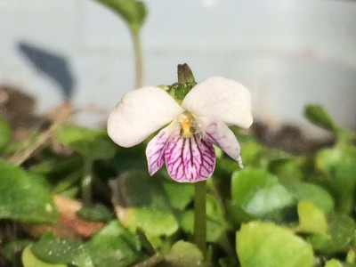 2023-05-21 Viola verecunda var. yakusinama.jpg