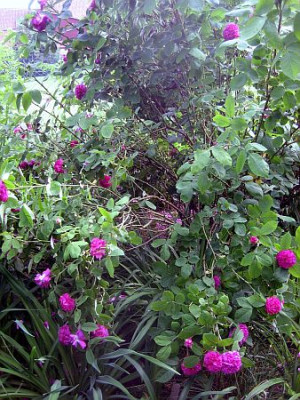 Rose_de_Resht_nach_Regen_00081.jpg